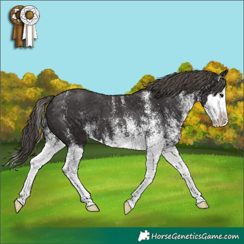 Horse Color:White Spotted Smoky Black Splash Appaloosa 