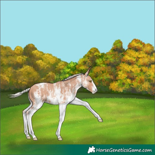 Horse Color:White Spotted Silver Amber Champagne Appaloosa Rabicano 