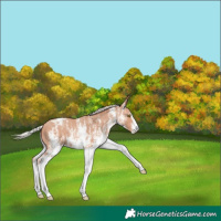 Horse Color:White Spotted Silver Amber Champagne Appaloosa Rabicano 