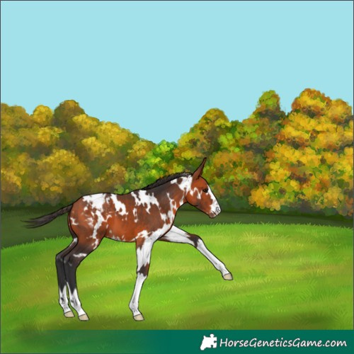Horse Color:White Spotted Bay Appaloosa 