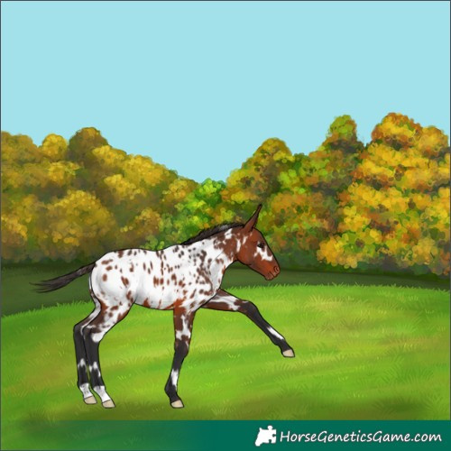 Horse Color:White Spotted Bay Near Leopard