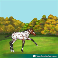 Horse Color:White Spotted Bay Appaloosa