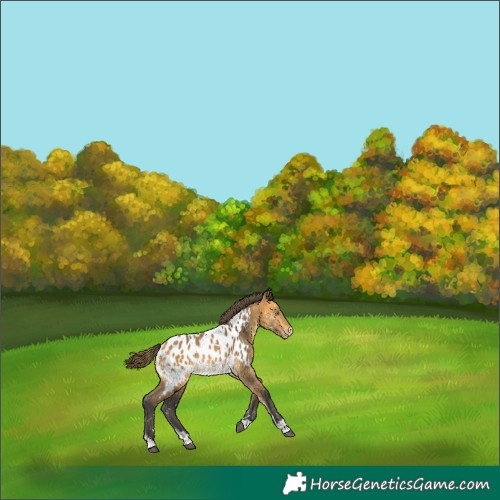 Horse Color:Buckskin Near Leopard 