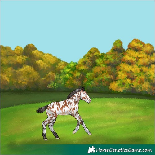 Horse Color:Bay Leopard 
