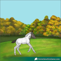 Horse Color:Grullo Tobiano Appaloosa