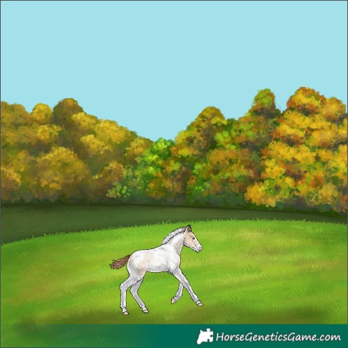 Horse Color:Red Dun Tobiano Appaloosa 