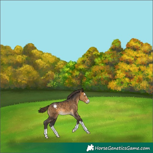 Horse Color:Buckskin Varnish 