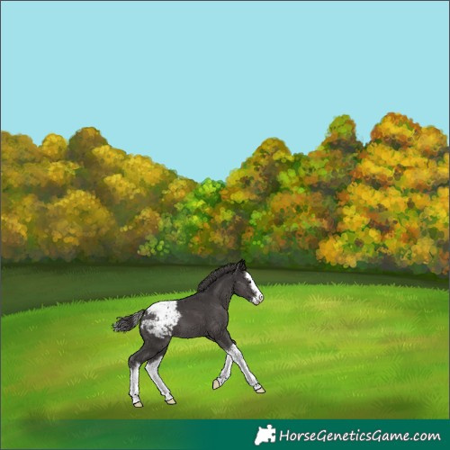 Horse Color:Smoky Black Splash Snowcap 