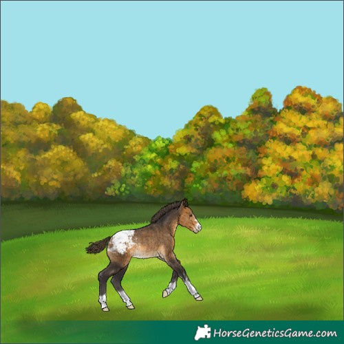 Horse Color:Buckskin Snowcap Rabicano 