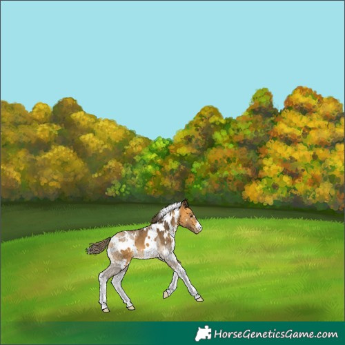 Horse Color:White Spotted Buckskin Varnish 