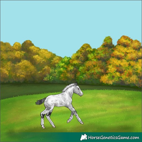 Horse Color:White Spotted Black Blanket 