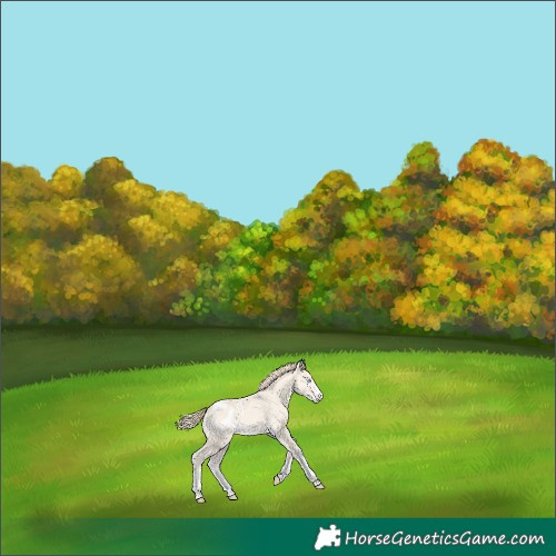 Horse Color:Perlino Dun Blanket 