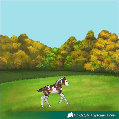 Horse Color:White Spotted Bay Splash Frame Blanket 