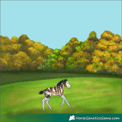 Horse Color:White Spotted Buckskin Splash Appaloosa 