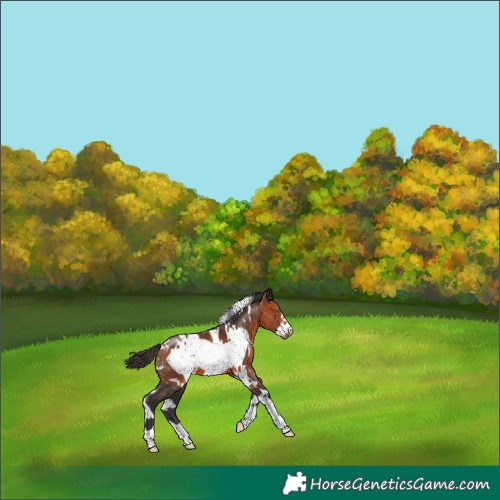 Horse Color:White Spotted Bay Frame 