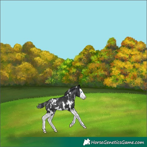 Horse Color:White Spotted Black Splash 