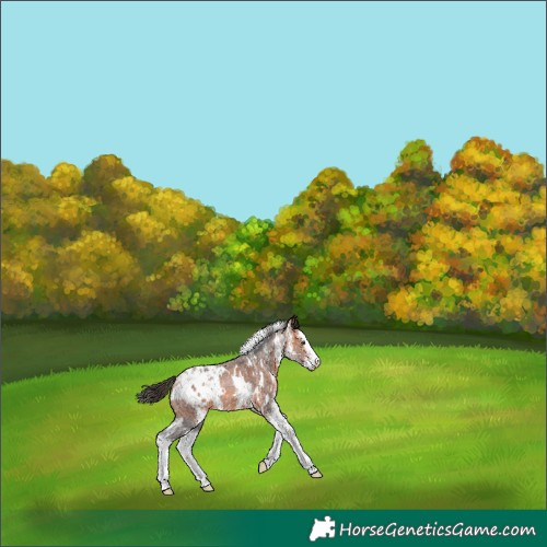 Horse Color:White Spotted Bay Splash Appaloosa Rabicano 