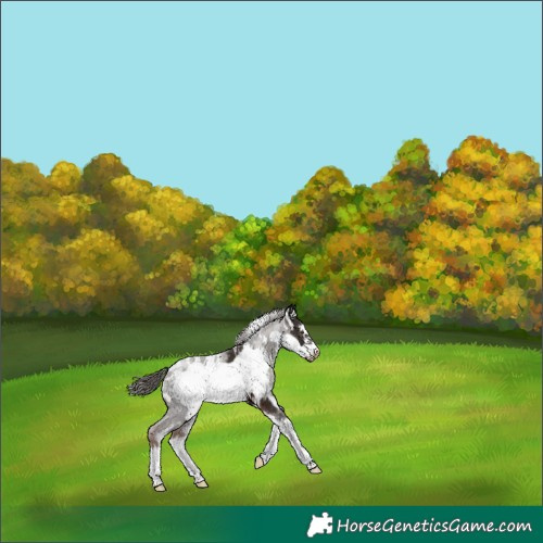 Horse Color:White Spotted Liver Chestnut Sabino Frame Appaloosa