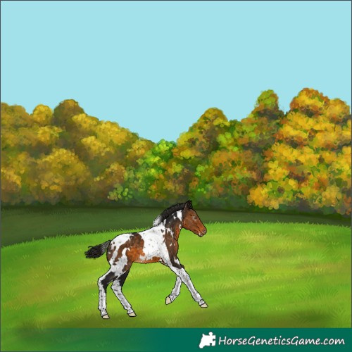 Horse Color:Gray White Spotted Buckskin Tobiano Blanket 