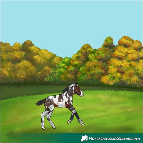 Horse Color:White Spotted Brown Frame Appaloosa 