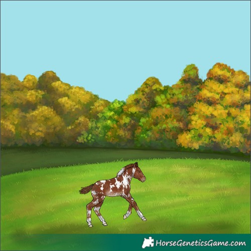 Horse Color:White Spotted Chestnut Blanket 