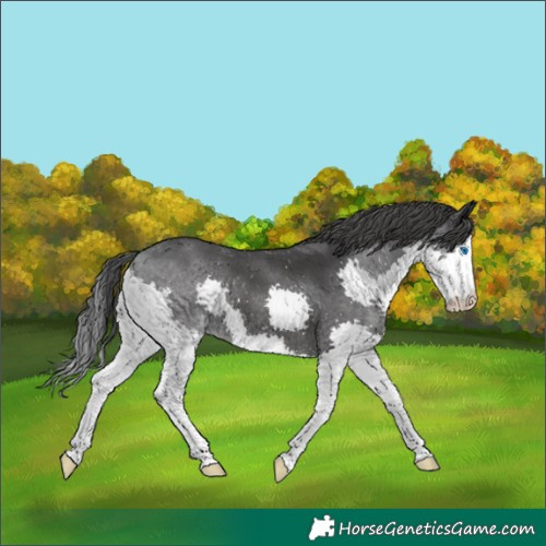 Horse Color:Platinum Black Splash 