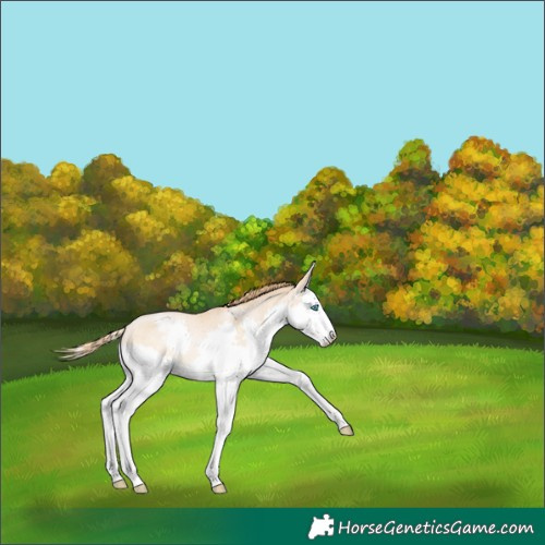 Horse Color:Buckskin Snowdrop Splash Varnish 