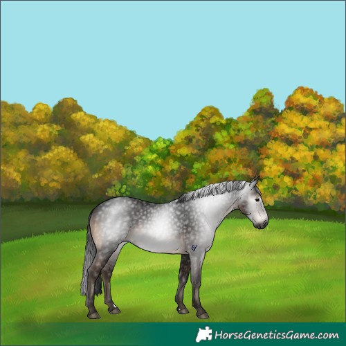 Horse Color:Gray Brown 