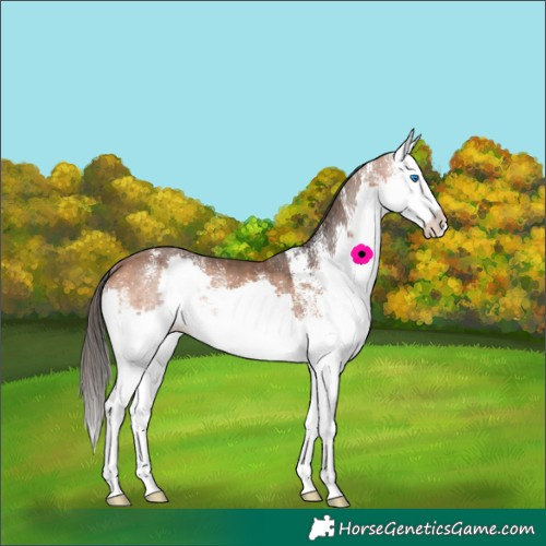 Horse Color:White Spotted Bay Splash Rabicano 