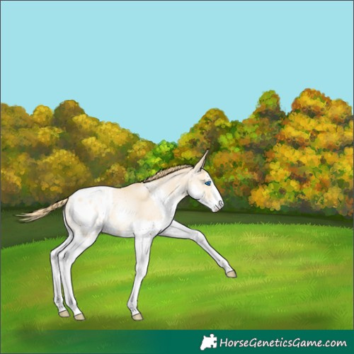 Horse Color:Buckskin Pearl Sabino Splash Appaloosa 