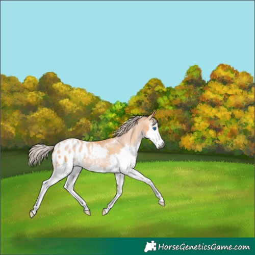 Horse Color:Gray Palomino Pearl Sabino Splash Appaloosa 