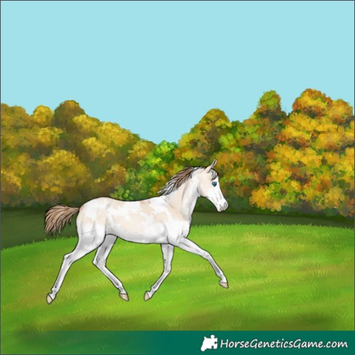 Horse Color:White Spotted Red Dun Pearl Splash 