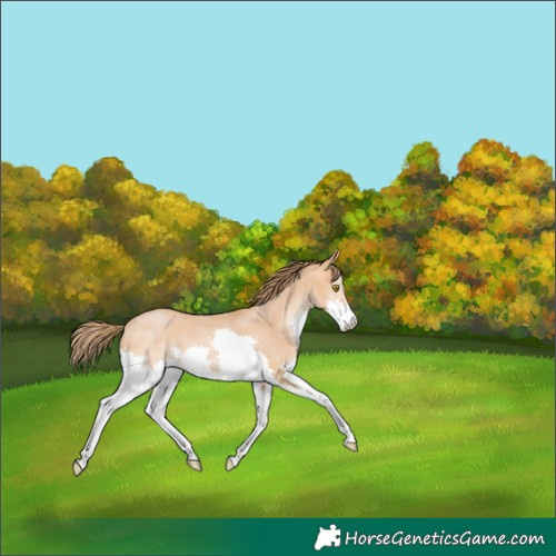 Horse Color:Bay Pearl Splash 