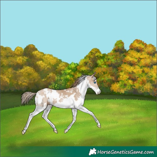 Horse Color:White Spotted Black Pearl Splash 