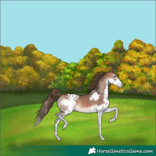 Horse Color:Bay Splash Appaloosa 