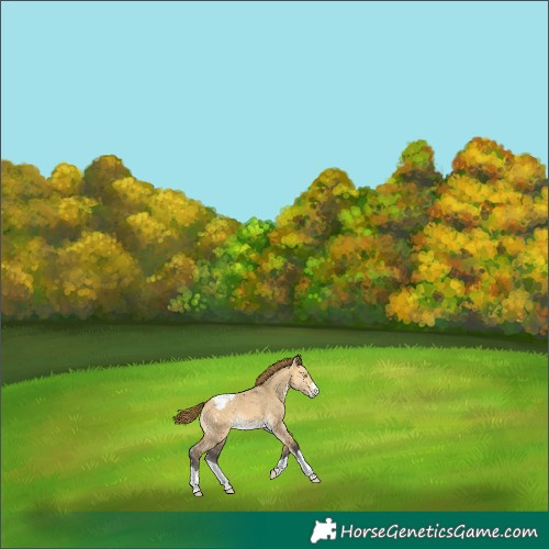 Horse Color:Buckskin Dun Snowcap 