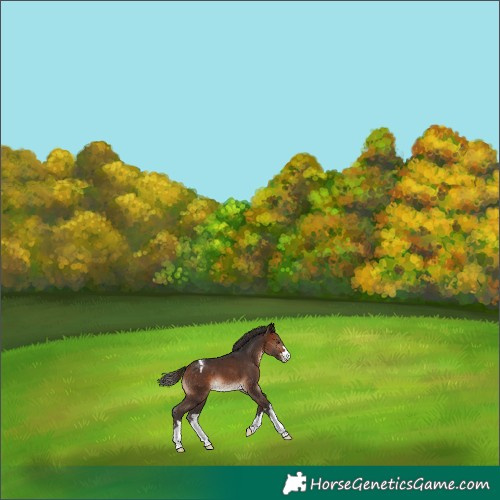 Horse Color:Bay Appaloosa 