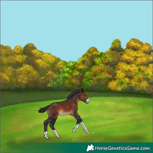 Horse Color:Brown Appaloosa 