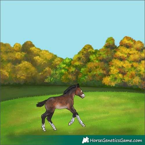 Horse Color:Brown Appaloosa 