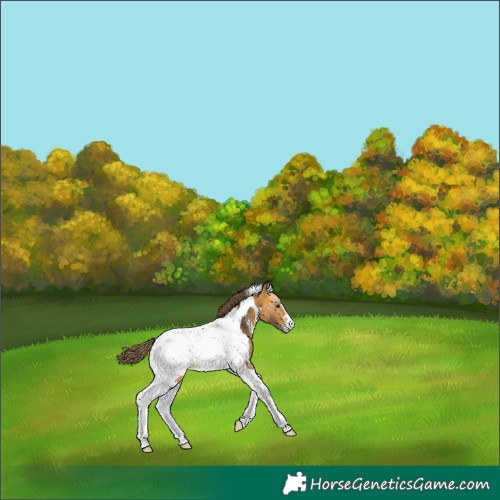 Horse Color:Buckskin Tobiano Near Fewspot 