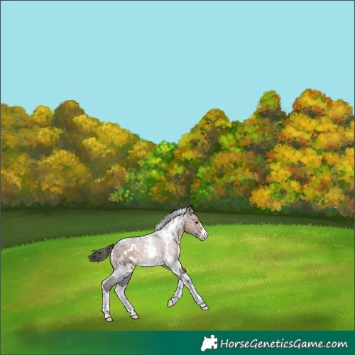 Horse Color:White Spotted Bay Varnish 