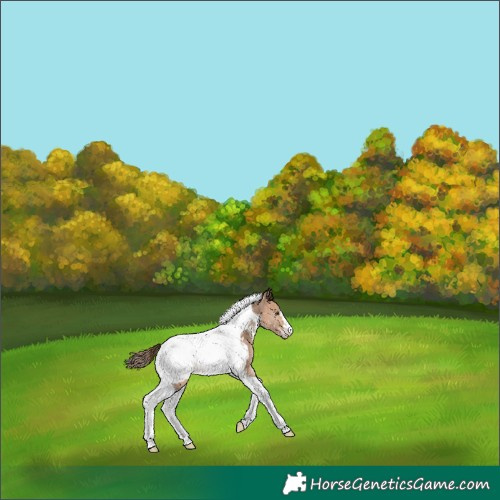 Horse Color:Bay Dun Tobiano Near Fewspot 