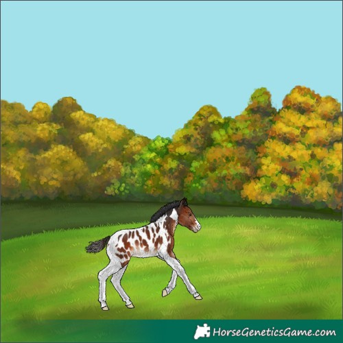 Horse Color:Bay Tobiano Near Leopard 