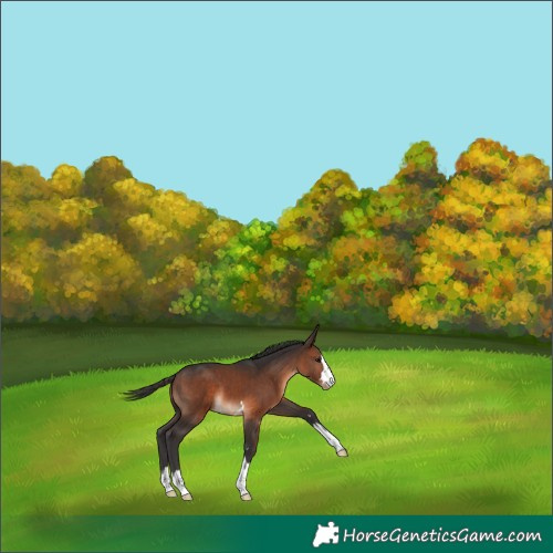 Horse Color:Brown Appaloosa 