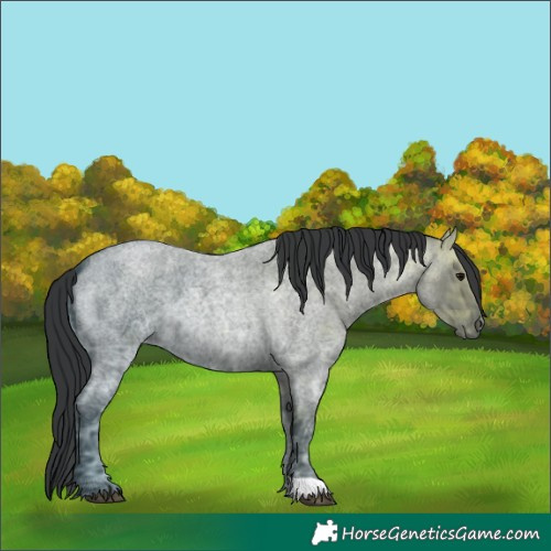 Horse Color:Blue Ice Roan 
