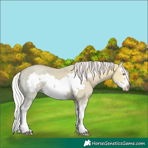 Horse Color:Silver Classic Champagne Ice Dun Splash Frame 