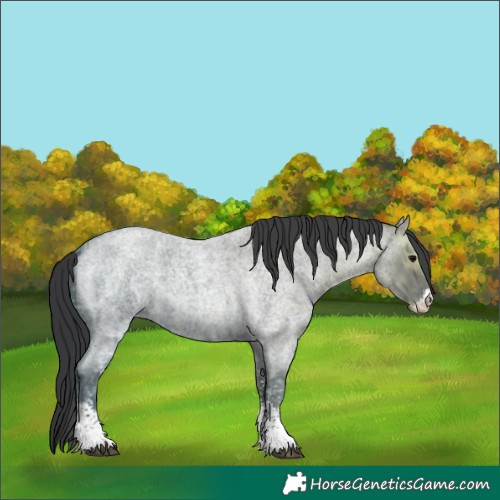 Horse Color:Unknown 