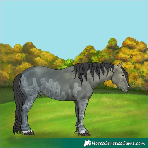 Horse Color:Black Ice 