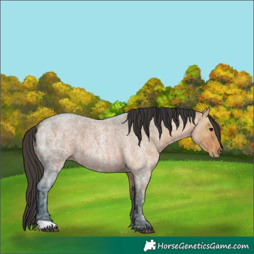 Horse Color:Bay Ice Roan 