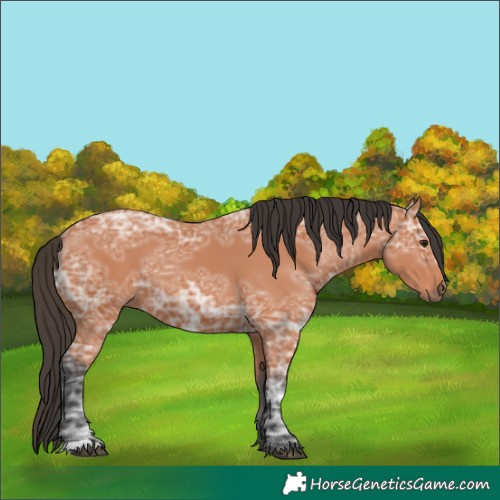 Horse Color:Bay Ice 